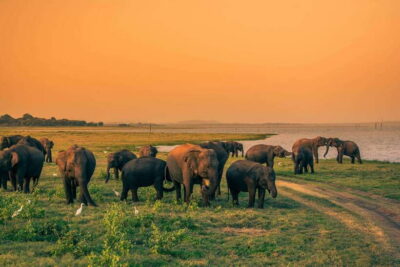 Elephant Jeep Safari at Minneriya National Park