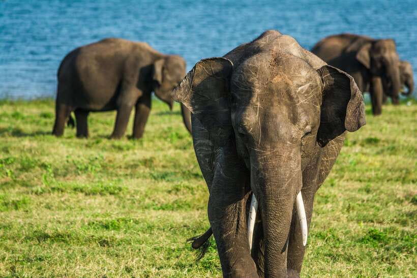 Elephant Jeep Safari at Minneriya National Park - The elephants near the ancient reservoir