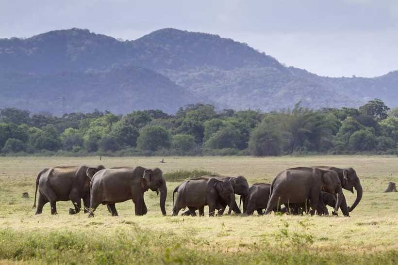 Elephant Jeep Safari at Minneriya National Park - A short refreshment stop after the drive