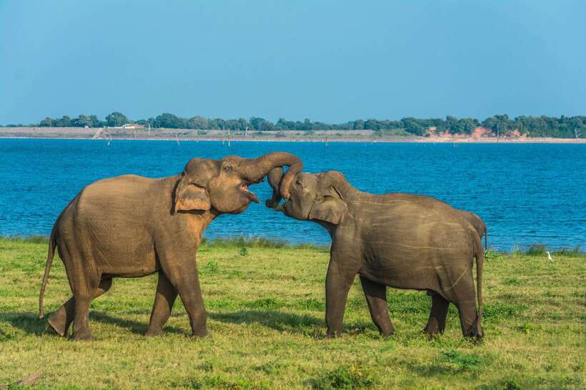 Elephant Jeep Safari at Minneriya National Park - Sun, comfort, and what to bring