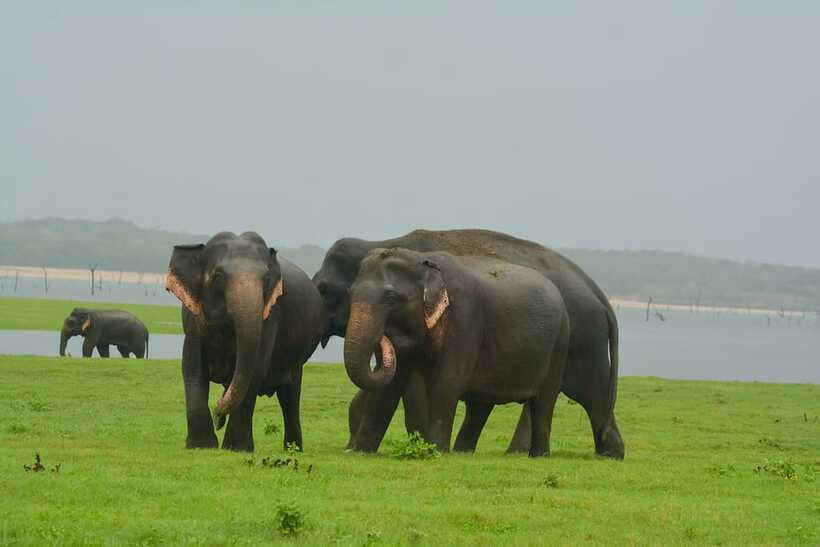 Elephant Jeep Safari at Minneriya National Park - What the service does well
