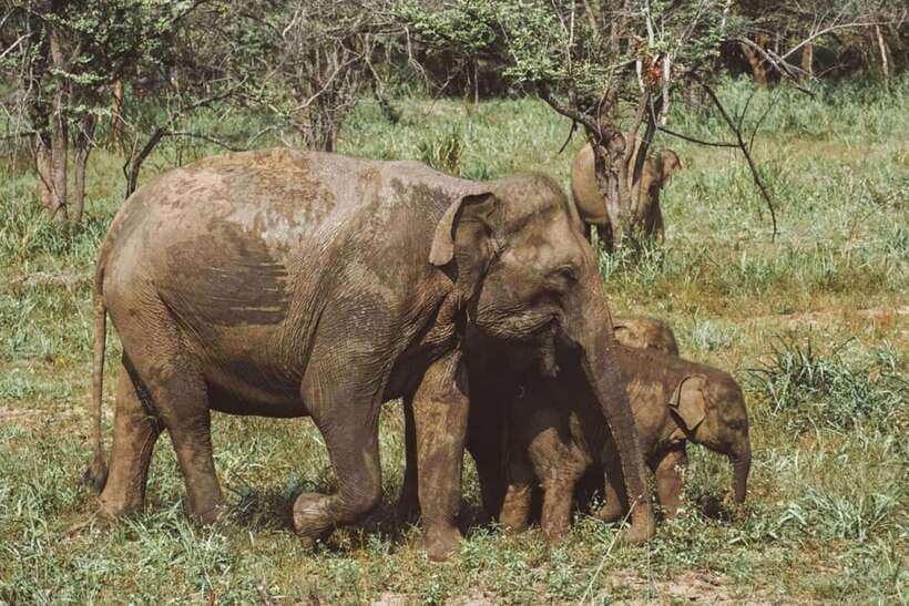 Elephant Kingdom Safari – Minneriya National Park - The 4x4 ride through Minneriya