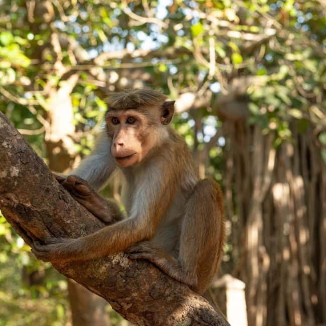 Elephant Kingdom Safari – Minneriya National Park - Finding the elephant herds