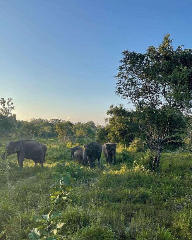 Elephant Kingdom Safari – Minneriya National Park - Comfort, photography, and personal space