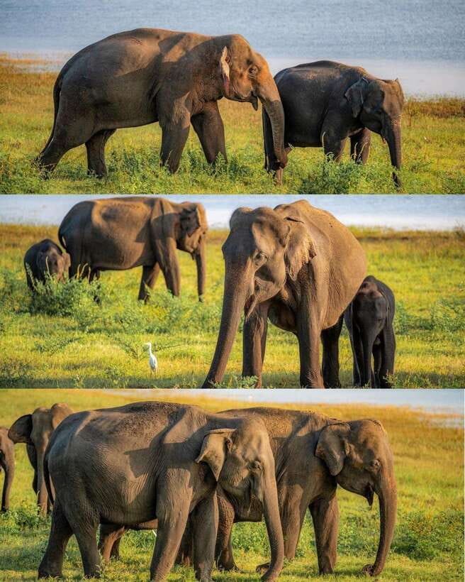 Elephant Kingdom Safari – Minneriya National Park - From your hotel to the park gate