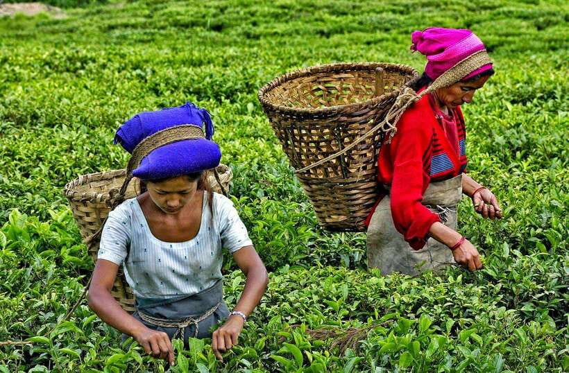 Ella Day Tour: with Tea Factory Visit from Colombo/Bentota - Pedro Tea Factory and the making of Ceylon tea