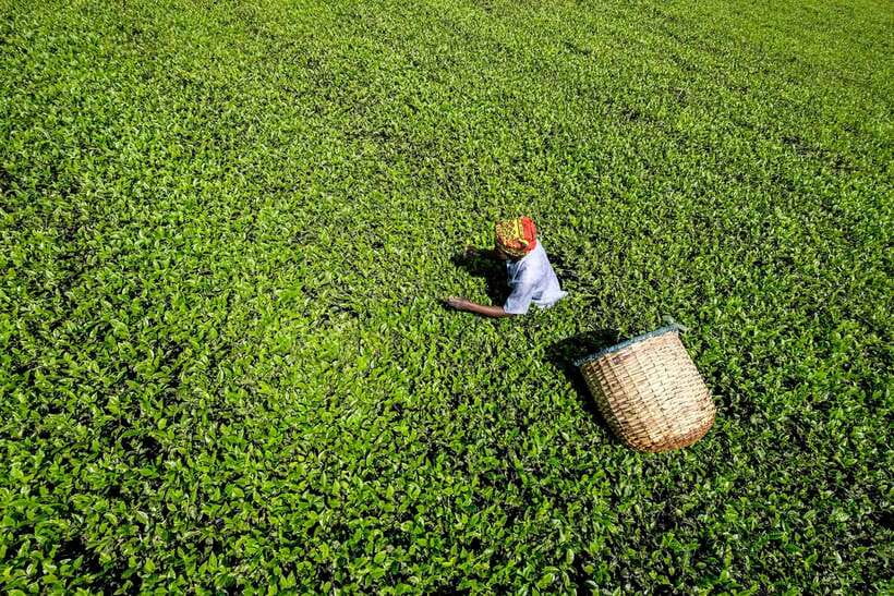 Ella Day Tour: with Tea Factory Visit from Colombo/Bentota - Who will enjoy this day most