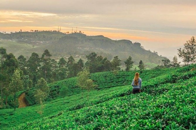 Ella Day Trip from Mirissa, Weligama, Galle, Hikkaduwa - Who should book this experience?