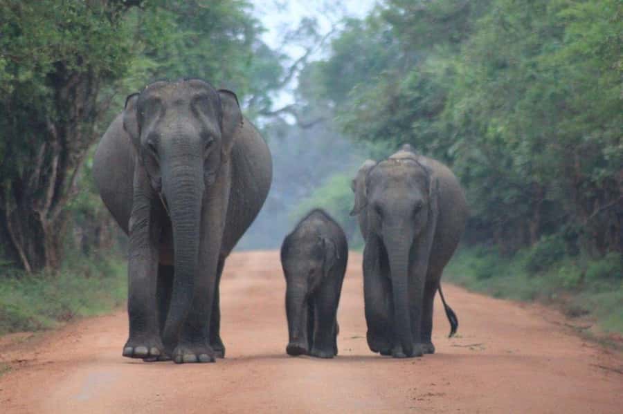ELLA: Drop to Tangalle/Hiriketiya/Mirissa/Galle & Yala Tour - Key points to know before booking