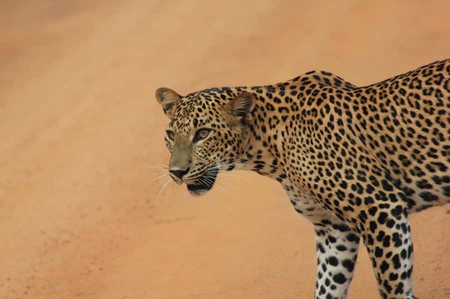ELLA: Drop to Tangalle/Hiriketiya/Mirissa/Galle & Yala Tour - Why this route works so well