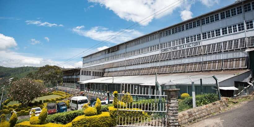 Ella: Lipton's Seat Tour with Dambetanna Tea Factory Visit - Why this tour works as a tea-country day