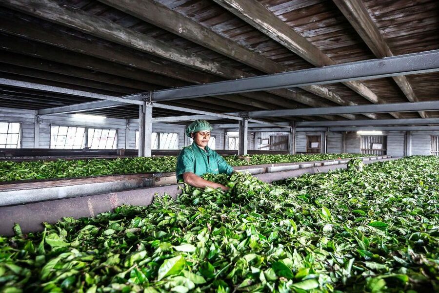 Ella: Lipton's Seat Tour with Dambetanna Tea Factory Visit - How the timing affects your day