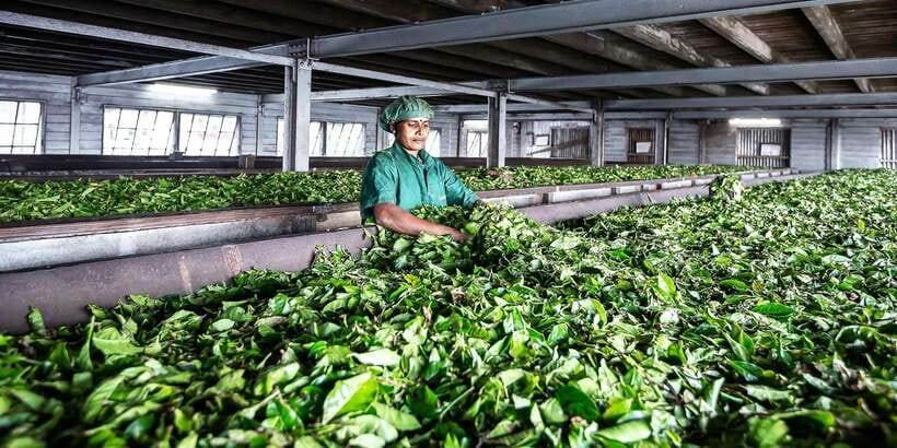 Ella: Lipton's Seat Tour with Dambetanna Tea Factory Visit - The tuk tuk ride through the tea fields