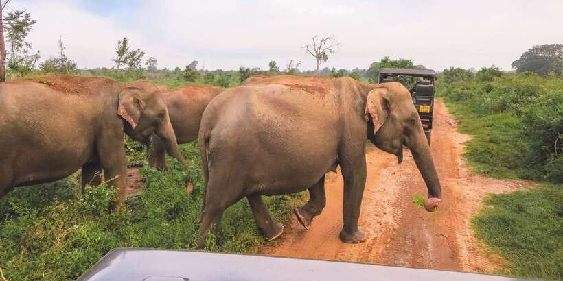 Ella: Shuttle to Tangalle/Mirissa/Galle & Udawalawa Safari - Switching to the open jeep at Udawalawe