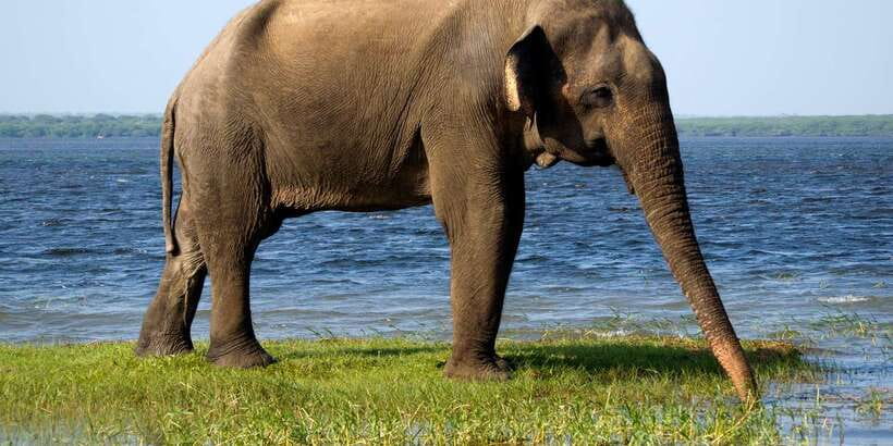 Ella: Shuttle to Tangalle/Mirissa/Galle w Udawalawe Safari - Key points to know before booking