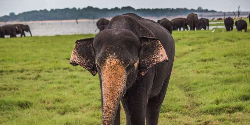 Ella: Shuttle to Tangalle/Mirissa/Galle w Udawalawe Safari - Crocodiles, buffalo, monkeys, and birds