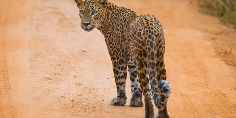 ELLA to TANGALLE/MIRISSA/GALLE Shuttle & YALA Safari - Trading the car for an open safari jeep