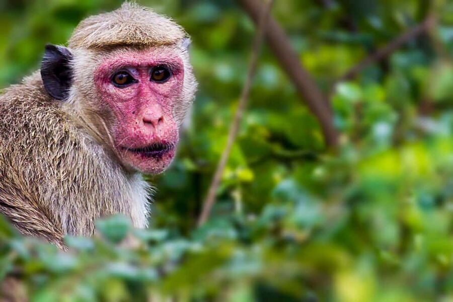 Ella: Transfer to Hikkaduwa & Yala Safari Tour - Key points to know before booking