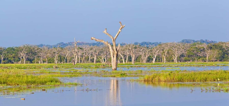 Ella: Transfer to Hikkaduwa & Yala Safari Tour - Is $48 a good price?