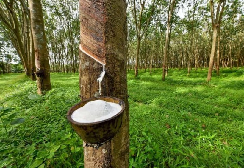 Ella: Tuk Tuk Tour to Diyaluma and Secret Waterfalls - Koslanda Rubber Plantation adds a local lesson