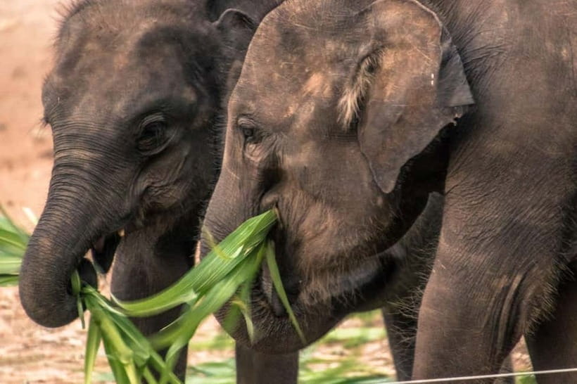 Ella - Udawalawa Safari - Drop to Mirissa/Weligama/Galle - Key points to know before booking