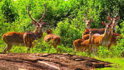 Udawalawa Safari – Drop to Mirissa/Weligama/Galle