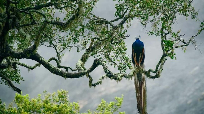 Ella - Udawalawa Safari - Drop to Mirissa/Weligama/Galle - Who should book this safari transfer?