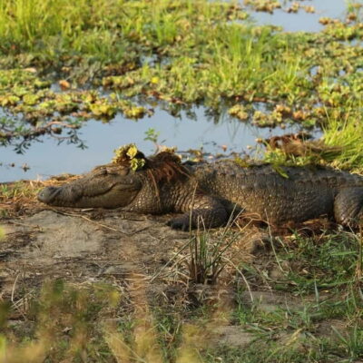Yala Safari Drop : Arugambay / Arugam bay / Pottuvil