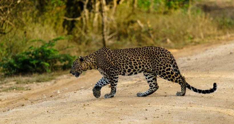 Ella: Yala Safari with Drop at Tangalle/ Hiriketiya/ Mirissa - The Morning Pickup and Road to Yala