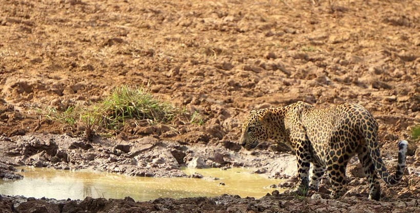 Ella: Yala Safari with Drop at Tangalle/ Hiriketiya/ Mirissa - Who Will Enjoy This Best