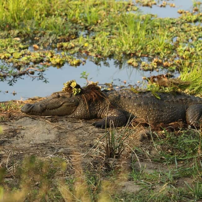 Ella: Yala Safari with Drop at Tangalle/ Hiriketiya/ Mirissa - Four Hours Inside Yala National Park