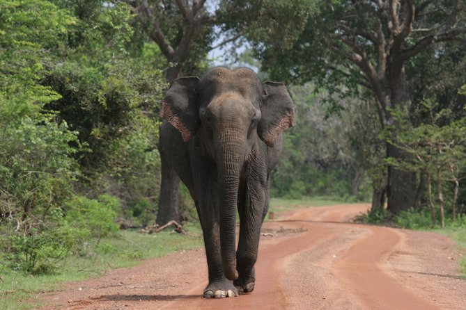 Evening Safari - Yala National Park with Janaka safari - 02.00 pm to 06.30 pm - Key points before you reserve