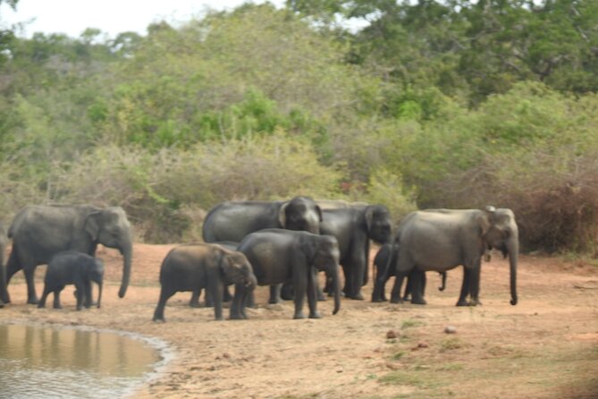 Evening Safari - Yala National Park with Janaka safari - 02.00 pm to 06.30 pm - Why the leopard search shapes the whole afternoon