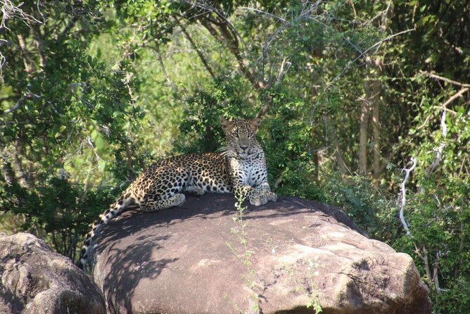 Evening Safari - Yala National Park with Janaka safari - 02.00 pm to 06.30 pm - What the safari jeep includes