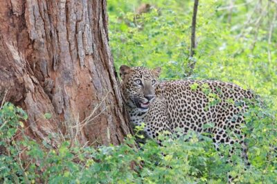 Evening Safari – Yala National Park with Janaka safari – 02.00 pm to 06.30 pm