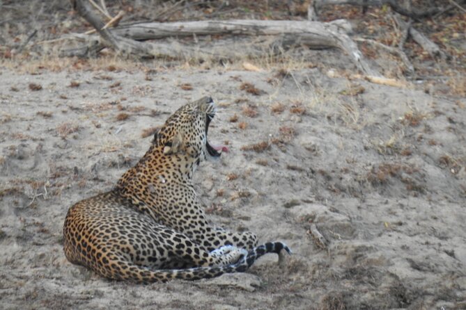 Evening Safari - Yala National Park with Janaka safari - 02.00 pm to 06.30 pm - Animals beyond the leopard