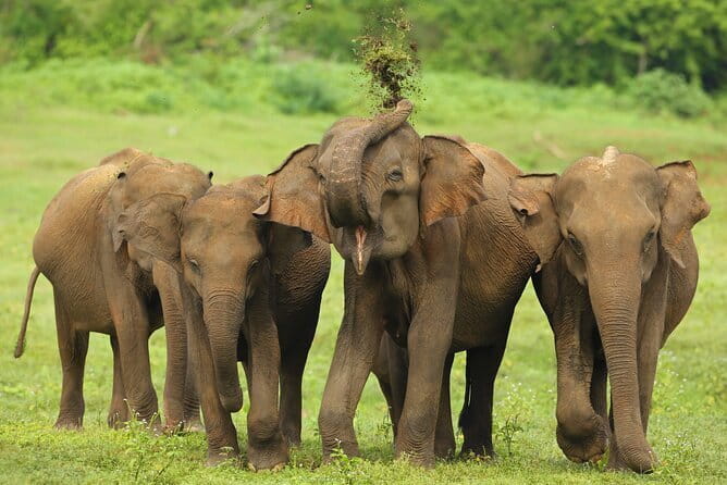 Everything in Udawalawe (Safari, Accommodation with Half Board) - Key points at a glance