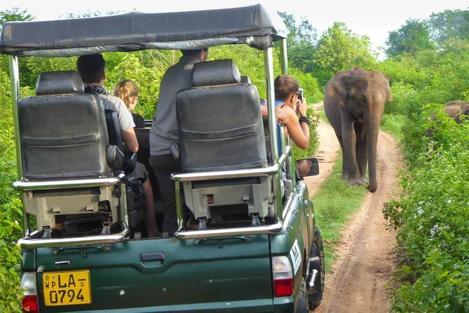 Everything in Udawalawe (Safari, Accommodation with Half Board) - Beyond elephants: what else you might see