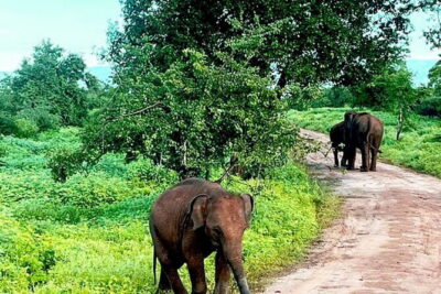 Everything in Udawalawe (Safari, Accommodation with Half Board)
