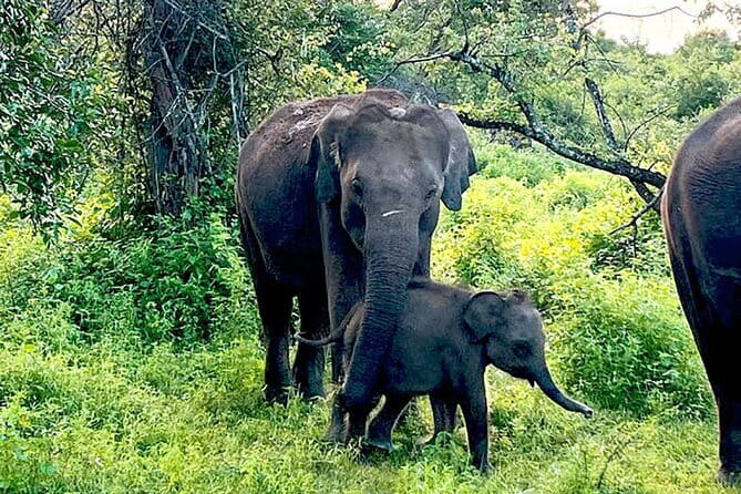 Everything in Udawalawe (Safari, Accommodation with Half Board) - A quiet garden stay with Sri Lankan food