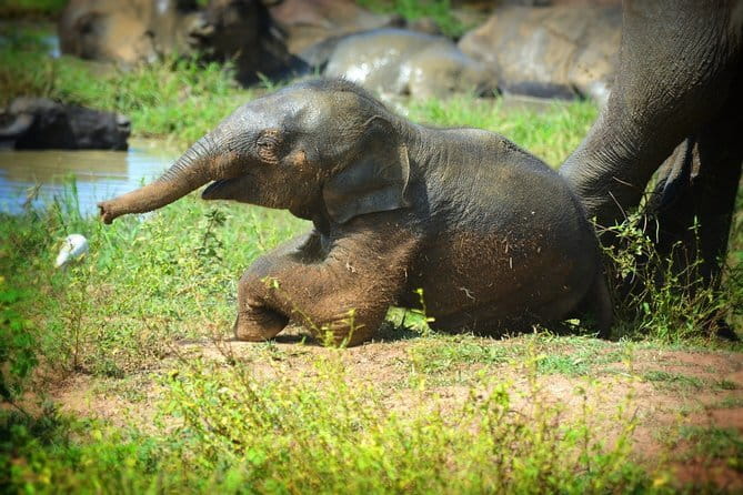 Everything in Udawalawe (Safari, Accommodation with Half Board) - Pickup and meeting arrangements