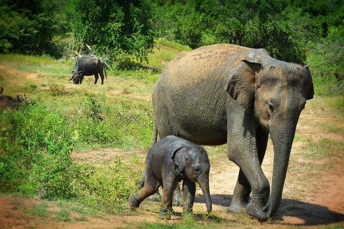 Exclusive 3-Hour Private Jeep Safari at Udawalawe National Park - Key points to know before booking