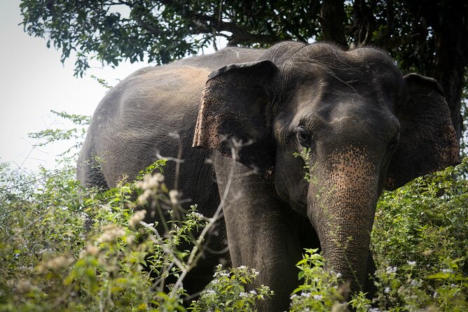 Exclusive 3-Hour Private Jeep Safari at Udawalawe National Park - Why Udawalawe is a strong choice for elephant viewing