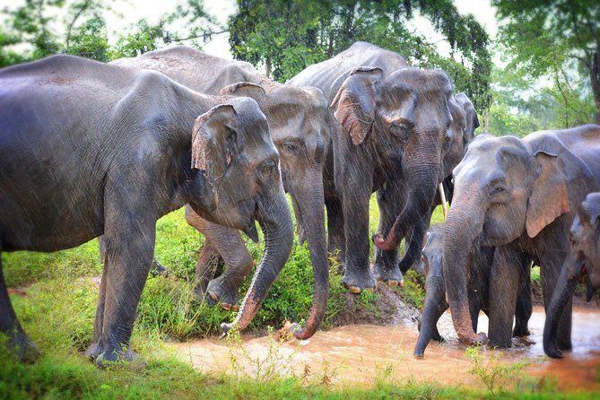 Exclusive 3-Hour Private Jeep Safari at Udawalawe National Park - The first hour inside the park