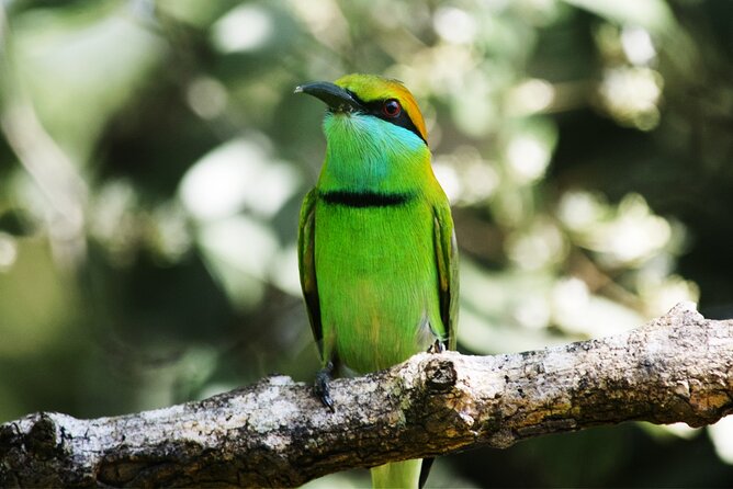 Exclusive 3-Hour Private Jeep Safari at Udawalawe National Park - More than elephants: water, birds, and open country
