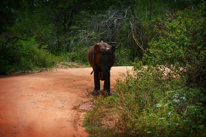Exclusive 3-Hour Private Jeep Safari at Udawalawe National Park - What the private format really adds