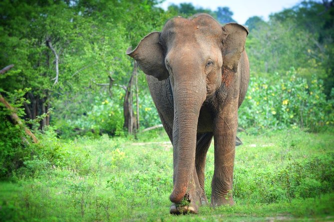 Exclusive 3-Hour Private Jeep Safari at Udawalawe National Park - The $25 price and the park entrance fee