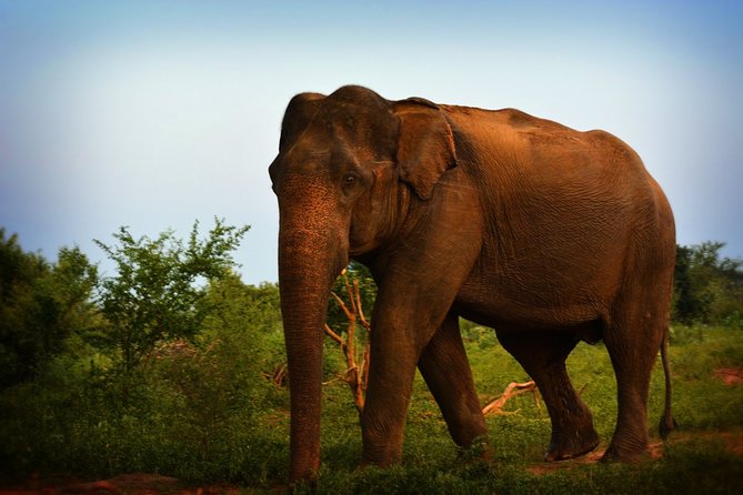 Exclusive 3-Hour Private Jeep Safari at Udawalawe National Park - Timing, comfort, and practical planning