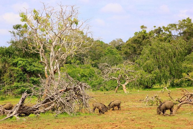 Exclusive: Full Day Leopard Safari at Yala National Park - Why a full day in Yala makes sense