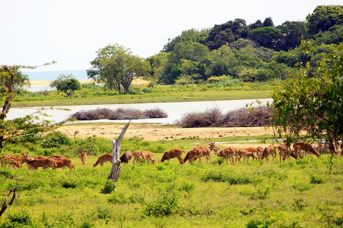 Exclusive: Full Day Leopard Safari at Yala National Park - Searching Yala’s dry-zone habitats